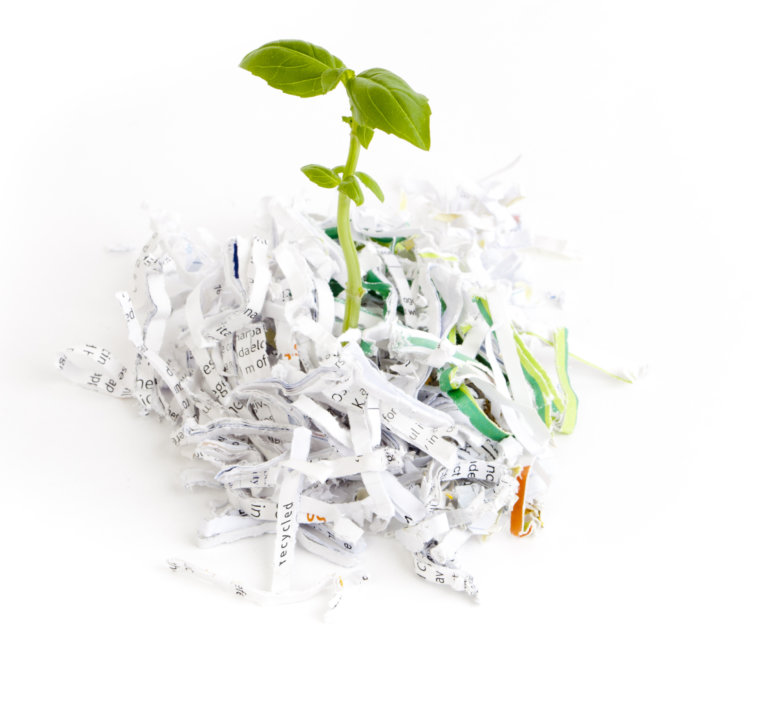 plant growing in a pile of shredded paper